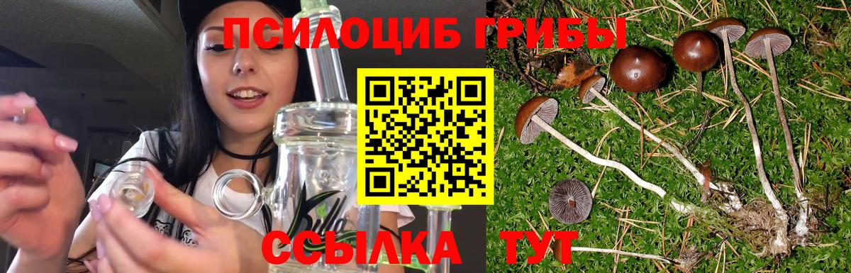 Гусиноозёрск  Псилоцибиновые грибы Psilocybe  Вход с VPN 